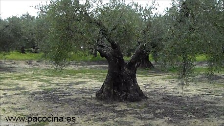 Olivo centenario Olivo centenario