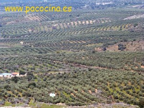 Olivares en Alcuéscar Olivares en Alcuéscar