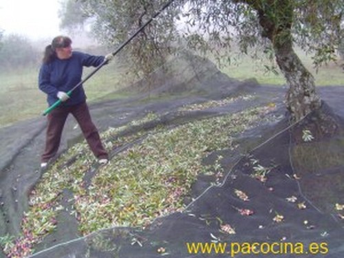 Vareando el olivo Vareando el olivo