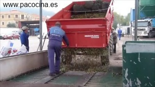 Descargando la aceituna Descargando la aceituna