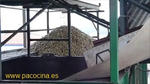 Aceituna en las tolvas Aceitunas en las tolvas