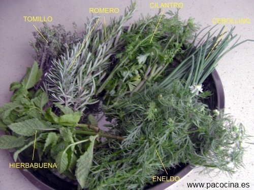 Hierbas aromáticas Hierbas aromáticas