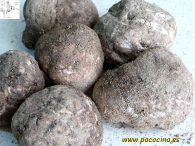 Criadillas de tierra Criadillas de tierra