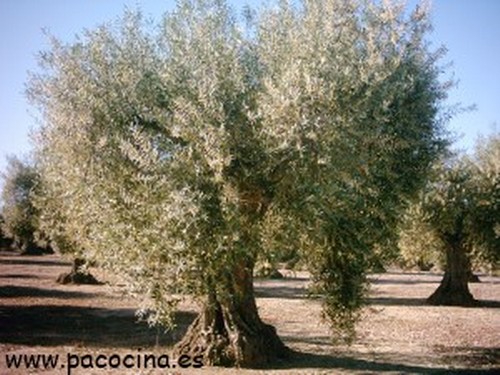 Olivo en flor Olivo en flor