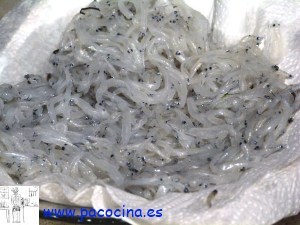 Pez platino sucedáneo del chanquete Pez platino sucedáneo del chanquete