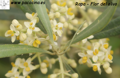 Rapa, flor del olivo Rapa, flor del olivo